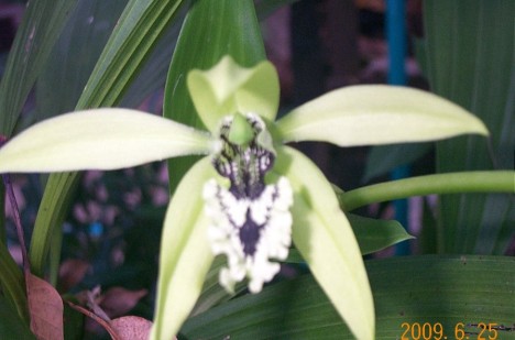 Anggrek Hitam (black orchid)