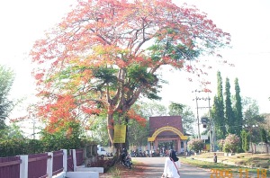Pohon Flamboyan yang memberi warna Taman Karang Taruna, sudah mulai berkurang, begitu juga pohon Bungur dengan bunga ungu. 